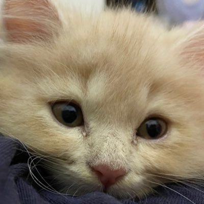 SekarAnggreeni's profile picture. 