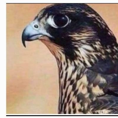 شاعر نضم ومهندس اللغاز صقار ومربي
الصقور يحب صيد،، البر وحيازة، الخيل
والابل،، والاغنام،، وتربيتها في،،، الباديه
درس وتعلم في بيوت العز والكرم المجالس
مدارس