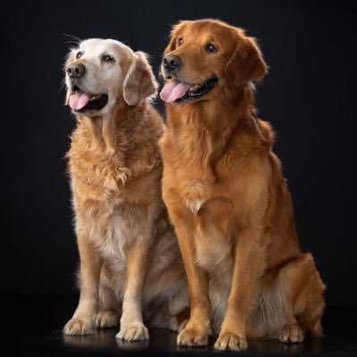 Happily -early- retired✈️,maar nog steeds een blauw 💙 Leef een mooi leven samen met mijn lief❤️en onze drie Goldens🐾🐾🐾 Ben hier voor de gezelligheid.