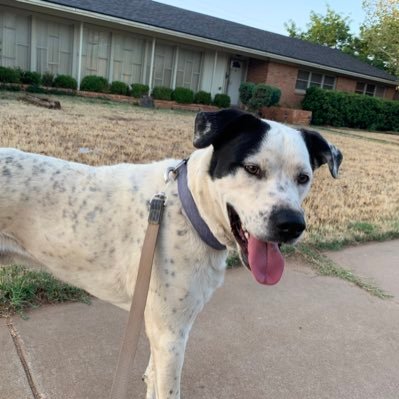 My dog Harry (named after the great Harry Styles of course) was adopted from the local shelter in September 2021. He is funny, goofy, silly and loves life!