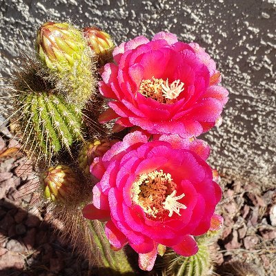 Vortex_warrior's profile picture. 