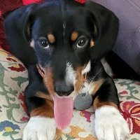 Cort Dial (@cortdial) 's Twitter Profile