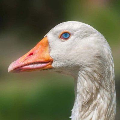 LossExp's profile picture. basic credit guy