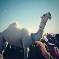 عتريس 🇵🇸 (@vcohq) 's Twitter Profile Photo عتريس 🇵🇸 (@vcohq) 's Twitter Profile Photo