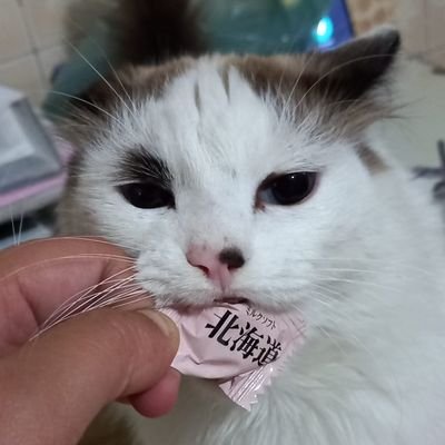 perfil destinado a arcar com as despesas médicas do gatinho cara de cavalo, que está com obstrução renal. ajude doando ou compartilhando ! gratos ♥️