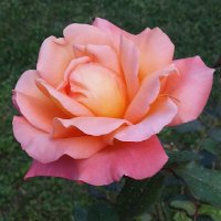 ElenaA (@elenaa223344) 's Twitter Profile