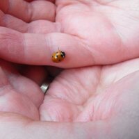 hilton (@hiltonvg) 's Twitter Profile