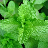 Menthol💚🚬💨 (@mentholgreen120) 's Twitter Profile Photo