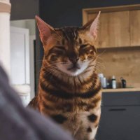feqew (@feqeww) 's Twitter Profile