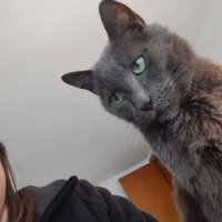 WV Childless Hillbilly Cat Lady π€ πππ (@marshadotson8) 's Twitter Profile