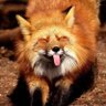 cutelikeafox12's profile picture. Communist like a fox