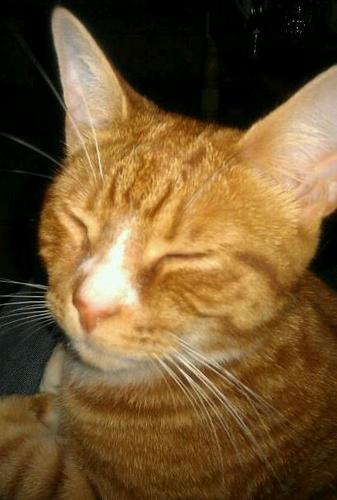 I'm a lazy ginger kitty who loves to lounge by the fire, on my throne or I sometimes like to go out a-huntin mices!  I'm also really fond of my staff....