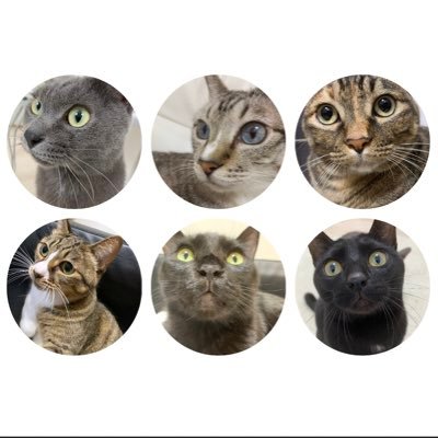 😸チロル7才♀😸ココ7才♀ 😸ぷぅ7才♂😸もこ4才♂😸ラテ2才♂猫5匹❤️よろしくお願いします😊チョコ🐰🌈プリン🐹🌈ビビ🐱🌈