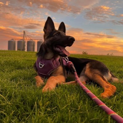 JosephSteel6's profile picture. 