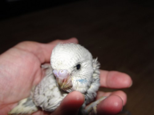 Check out my blog for photos and information on budgies.