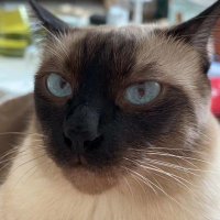 xiaofei ye (@xiaofei_ye) 's Twitter Profile