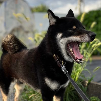 ちっちゃい体、でっかい態度🐕2018年5月12日愛媛生まれ🐾我が家の絶対君主、柴犬平蔵🐾をお世話している者です。無言フォロー失礼いたします😔