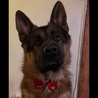 Kenju (@kenjutsulol) 's Twitter Profile