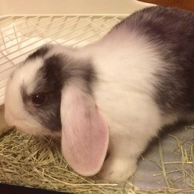 名前はめろん🐇　誕生日3月17日　ロップイヤーの男の子。めろんの思い出を残していきたいと思い始めました。
気軽にフォローしてくださると嬉しいです。
夢の為に仕事を朝から晩まで2つ働いているので、投稿は不定期なっています。すみません。

#うさぎ　#ロップイヤー　#うさぎ好きさんと繋がりたい　＃うさぎのいる暮らし