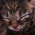 胆小猫(深圳上海) (@danxiaomao8) Twitter profile photo 胆小猫(深圳上海) (@danxiaomao8) Twitter profile photo