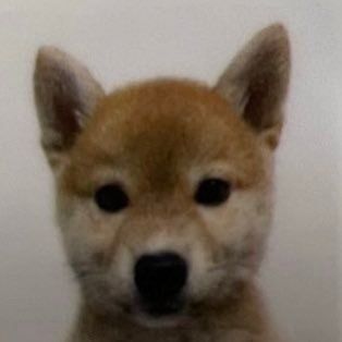 新人うどん県民です。 柴犬2022年4月10生のゆめちゃんと自分らのしょうもない日常をお届けします🙃　無言フォロー失礼します🙃　よろしくおねがいします🤲