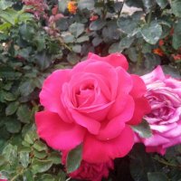 rosy saadeh (@rosysaadeh) 's Twitter Profile
