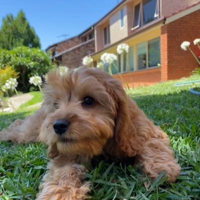 Hi my name is Dolly I am a Cavoodle mix of poodle and King Charles I am a dog and yeah please go to my other social media accounts  🐶