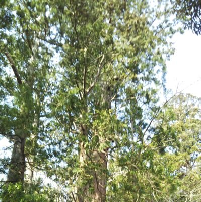 poponsyupopo's profile picture. 