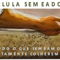 CELULA SEMEADOR (@celulasemeador) 's Twitter Profile