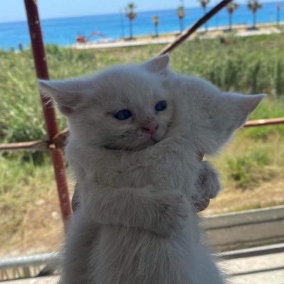 jollimping's profile picture. 뜨개질이좋아