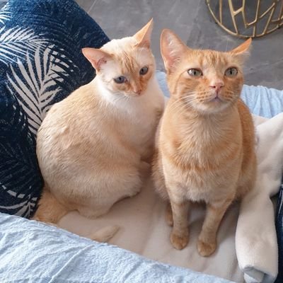 julior126's profile picture. TCAE y Politécnico 🥳 No Soy de Ningún Sindicato y Tampoco hablo de política,sólo quiero mi Reconocimiento como Técnico Sanitario!🩺#tcaefuncionesc1ya💪