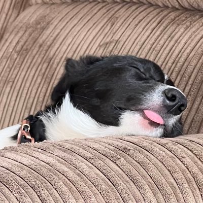 Born April 15 2022 - Denbighshire Border Collie. I live on the Dee Estuary in North Wales. I love playing ball, gardening and going to the pub 😀🐾🐾😀