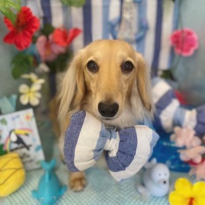 ココパパです🐶 X JAPANとTUBEが好き♡皆さん、宜しくお願いします(^-^)/☆;.+*:゚+。.☆