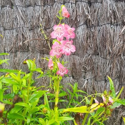 ElodieSurget's profile picture. CPD LV 29