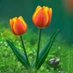 Arshad Ali (@arshada44789878) Twitter profile photo Arshad Ali (@arshada44789878) Twitter profile photo