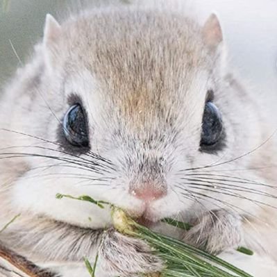 puku_puyoteto's profile picture. 🎮Tetris99・ぷよテト・スイカゲームのエンジョイ勢☀
あめみやたいよう推し/jam's🍏
バスケ魂＆旧帝大法卒の雑多垢🧑‍🤝‍🧑
同担と繋がりたい！雑談とゲーム話で盛り上がろう🥳今注目はカービィのエアライダー⭐フォロー大歓迎