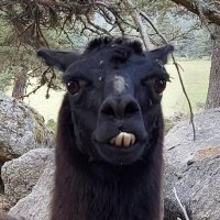 Julien Lagarde (@julienlag) 's Twitter Profile