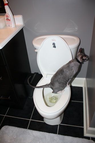 boxwrench30's profile picture. 