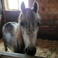 Equine Camper (@equinecamper) 's Twitter Profile