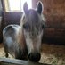 Equine Camper (@equinecamper) Twitter profile photo Equine Camper (@equinecamper) Twitter profile photo