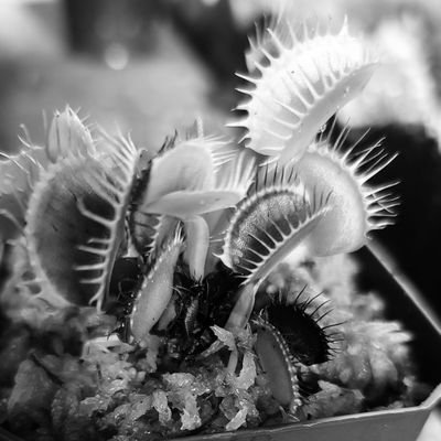 Twitter home of the web presence at https://t.co/4eAfPXwWAd, focusing on the amazing world of carnivorous/insectivorous plants.