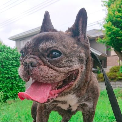 frebullfrebull's profile picture. ﾛｰﾄﾞﾊﾞｲｸ🚴 / ｸﾛｽﾊﾞｲｸ🚲 / ﾐﾆﾍﾞﾛ /ﾌﾚﾌﾞﾙ🐾/ﾗｰﾒﾝ🍜/
おっさんです🍺