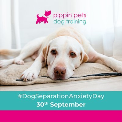 ABTC dog trainer. Certified Separation Anxiety Trainer. #sbs winner. Creator of #dogseparationanxietyday. Author of Adore Your Adolescent Dog