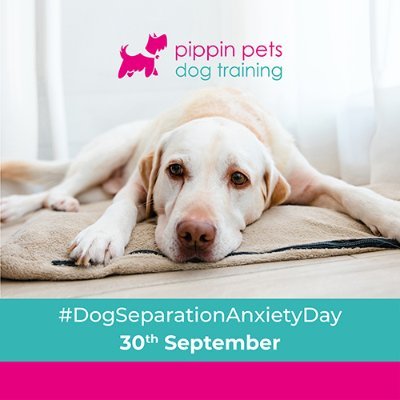 Pippin Pets Dog Training Profile