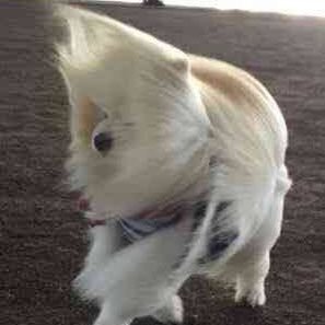 __OSYUSiii's profile picture. @osushinouの人の中身の中身