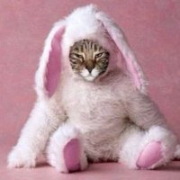 ウ🐇 (@usa_4) 's Twitter Profile Photo
