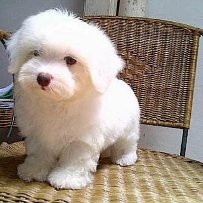 NNchizze77's profile picture. cool