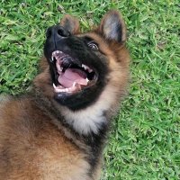 javicremades (@javicremadees) 's Twitter Profile