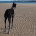 Living with Pet Bereavement (@lwpbuk) Twitter profile photo Living with Pet Bereavement (@lwpbuk) Twitter profile photo