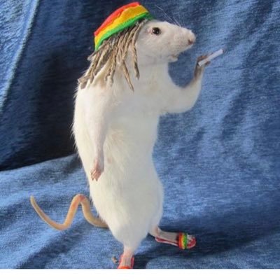 lebrinjames33's profile picture. 